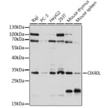 Western Blot - Anti-OX40L/TNFSF4 Antibody (A308399) - Antibodies.com