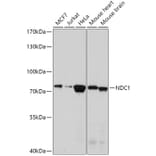 Western Blot - Anti-NDC1 Antibody (A308402) - Antibodies.com