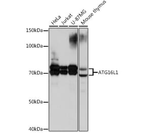 Western Blot - Anti-ATG16L1 Antibody [ARC0812] (A308403) - Antibodies.com