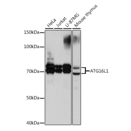 Western Blot - Anti-ATG16L1 Antibody [ARC0812] (A308403) - Antibodies.com