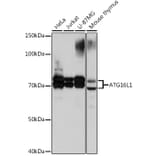 Western Blot - Anti-ATG16L1 Antibody [ARC0812] (A308403) - Antibodies.com