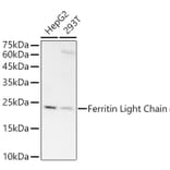 Western Blot - Anti-Ferritin Light Chain Antibody [ARC57605] (A308404) - Antibodies.com