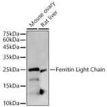 Western Blot - Anti-Ferritin Light Chain Antibody [ARC57605] (A308404) - Antibodies.com