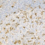 Immunohistochemistry - Anti-Ferritin Light Chain Antibody [ARC57605] (A308404) - Antibodies.com