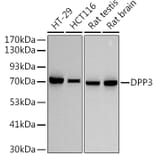 Western Blot - Anti-DPP3 Antibody [ARC2778] (A308406) - Antibodies.com