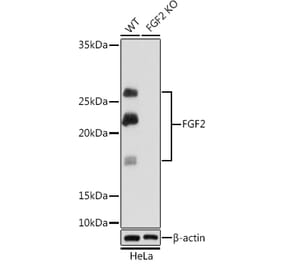 Western Blot - Anti-FGF2 Antibody [ARC0618] (A308407) - Antibodies.com