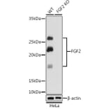 Western Blot - Anti-FGF2 Antibody [ARC0618] (A308407) - Antibodies.com