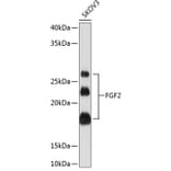 Western Blot - Anti-FGF2 Antibody [ARC0618] (A308407) - Antibodies.com