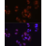 Immunofluorescence - Anti-FGF2 Antibody [ARC0618] (A308407) - Antibodies.com