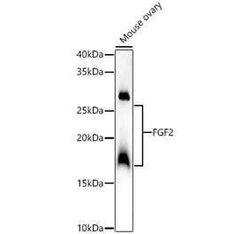 Western Blot - Anti-FGF2 Antibody (A308408) - Antibodies.com