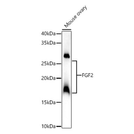 Western Blot - Anti-FGF2 Antibody (A308408) - Antibodies.com