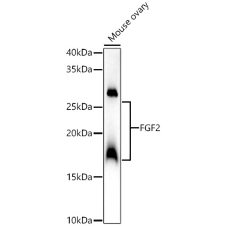 Western Blot - Anti-FGF2 Antibody (A308408) - Antibodies.com