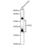 Western Blot - Anti-FGF2 Antibody (A308408) - Antibodies.com