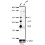 Western Blot - Anti-FGF2 Antibody (A308408) - Antibodies.com