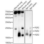 Western Blot - Anti-FGF2 Antibody [ARC51110] (A308409) - Antibodies.com