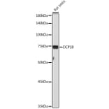 Western Blot - Anti-DCP1B Antibody (A308410) - Antibodies.com