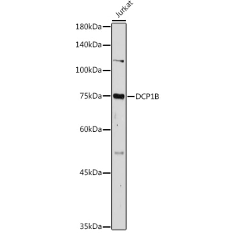 Western Blot - Anti-DCP1B Antibody (A308410) - Antibodies.com