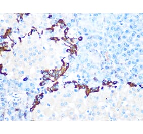 Immunohistochemistry - Anti-GLP-1 Antibody [ARC1142] (A308411) - Antibodies.com