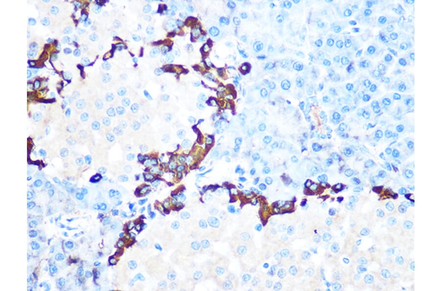 Immunohistochemistry - Anti-GLP-1 Antibody [ARC1142] (A308411) - Antibodies.com