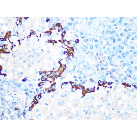 Immunohistochemistry - Anti-GLP-1 Antibody [ARC1142] (A308411) - Antibodies.com
