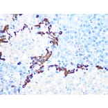 Immunohistochemistry - Anti-GLP-1 Antibody [ARC1142] (A308411) - Antibodies.com