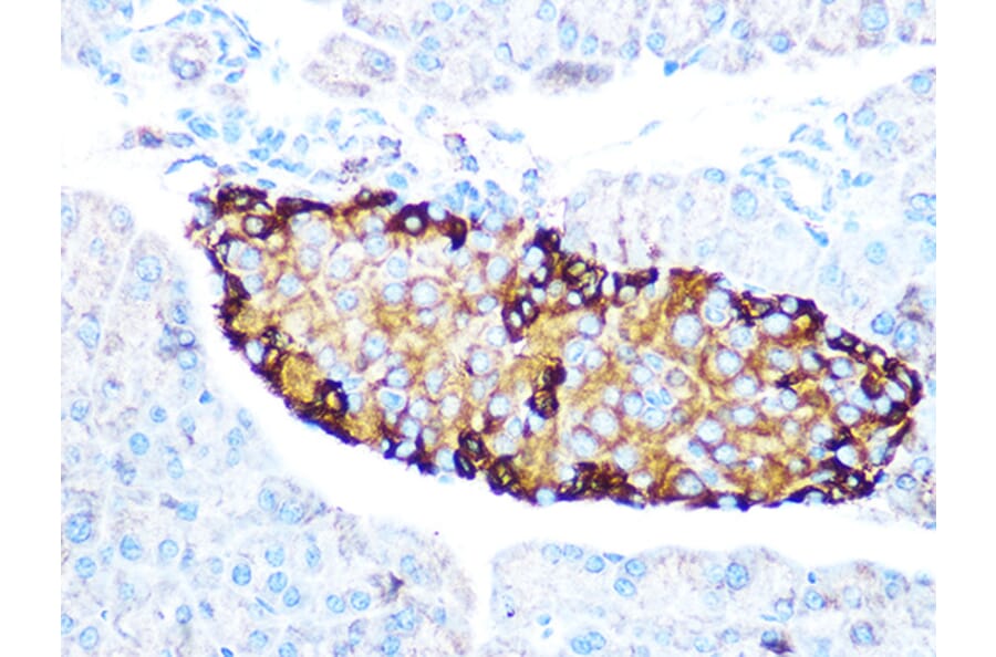 Immunohistochemistry - Anti-GLP-1 Antibody [ARC1142] (A308411) - Antibodies.com