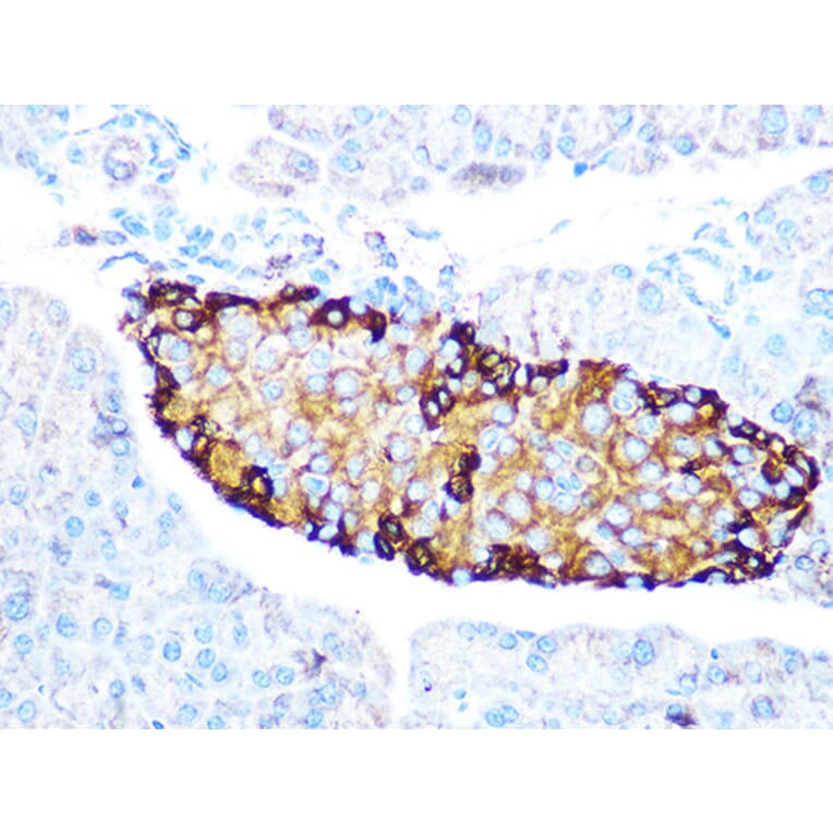 Immunohistochemistry - Anti-GLP-1 Antibody [ARC1142] (A308411) - Antibodies.com