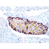 Immunohistochemistry - Anti-GLP-1 Antibody [ARC1142] (A308411) - Antibodies.com