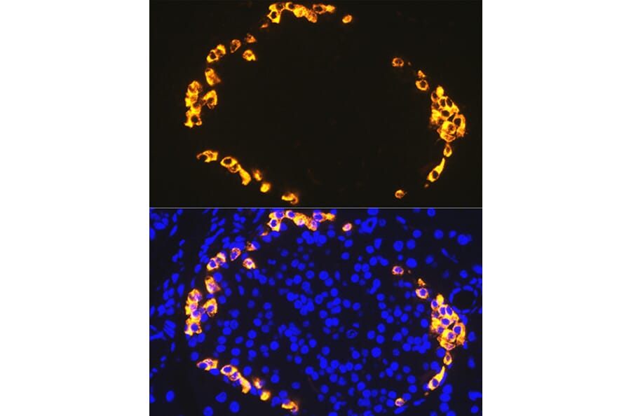 Immunofluorescence - Anti-GLP-1 Antibody [ARC1142] (A308411) - Antibodies.com