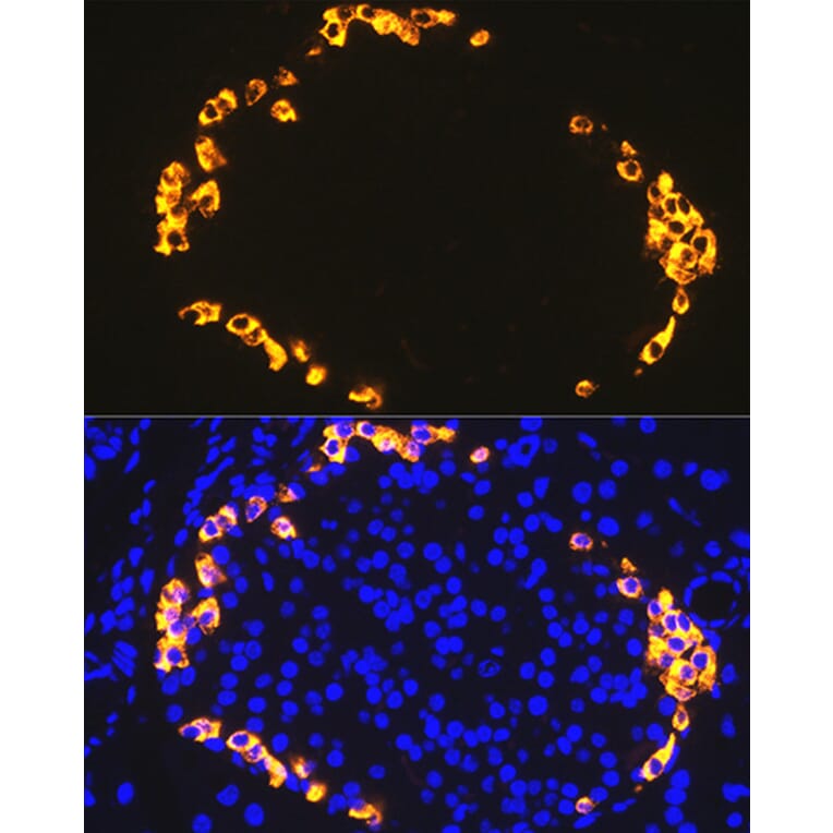 Immunofluorescence - Anti-GLP-1 Antibody [ARC1142] (A308411) - Antibodies.com