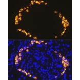 Immunofluorescence - Anti-GLP-1 Antibody [ARC1142] (A308411) - Antibodies.com