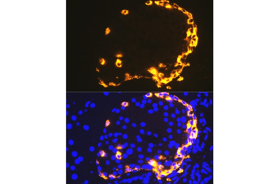 Immunofluorescence - Anti-GLP-1 Antibody [ARC1142] (A308411) - Antibodies.com
