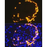 Immunofluorescence - Anti-GLP-1 Antibody [ARC1142] (A308411) - Antibodies.com