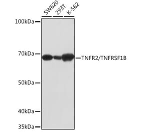Western Blot - Anti-TNF Receptor II Antibody [ARC0397] (A308412) - Antibodies.com