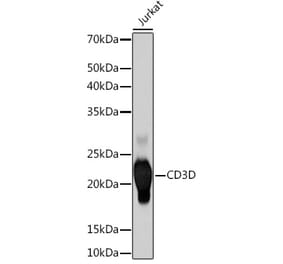 Western Blot - Anti-CD3D Antibody [ARC1741] (A308414) - Antibodies.com