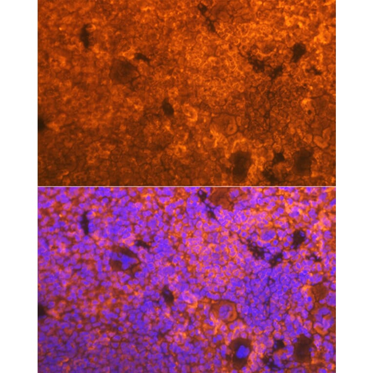Immunofluorescence - Anti-CD3D Antibody [ARC1741] (A308414) - Antibodies.com