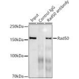 Western Blot - Anti-Rad50 Antibody [ARC0854] (A308415) - Antibodies.com