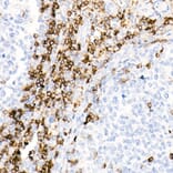 Immunohistochemistry - Anti-CD7 Antibody [ARC1634] (A308416) - Antibodies.com
