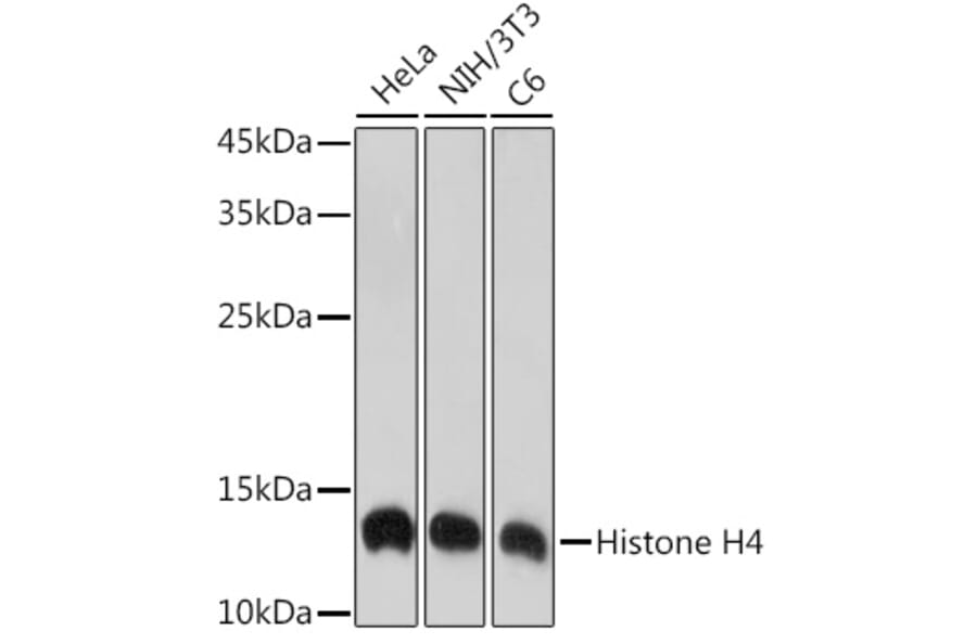 Western Blot - Anti-Histone H4 Antibody [ARC2340] (A308423) - Antibodies.com