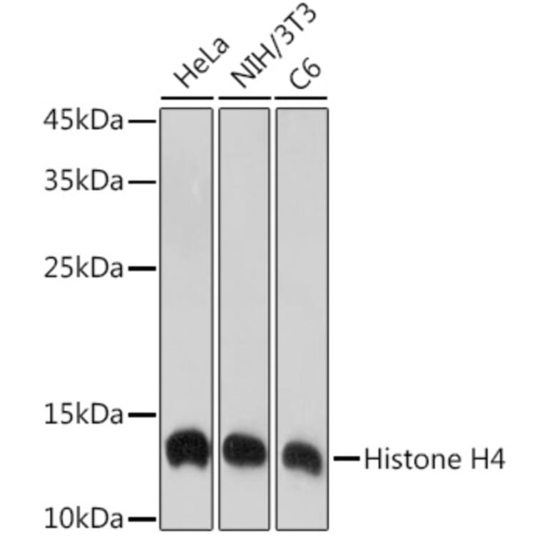 Western Blot - Anti-Histone H4 Antibody [ARC2340] (A308423) - Antibodies.com