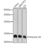 Western Blot - Anti-Histone H4 Antibody [ARC2340] (A308423) - Antibodies.com