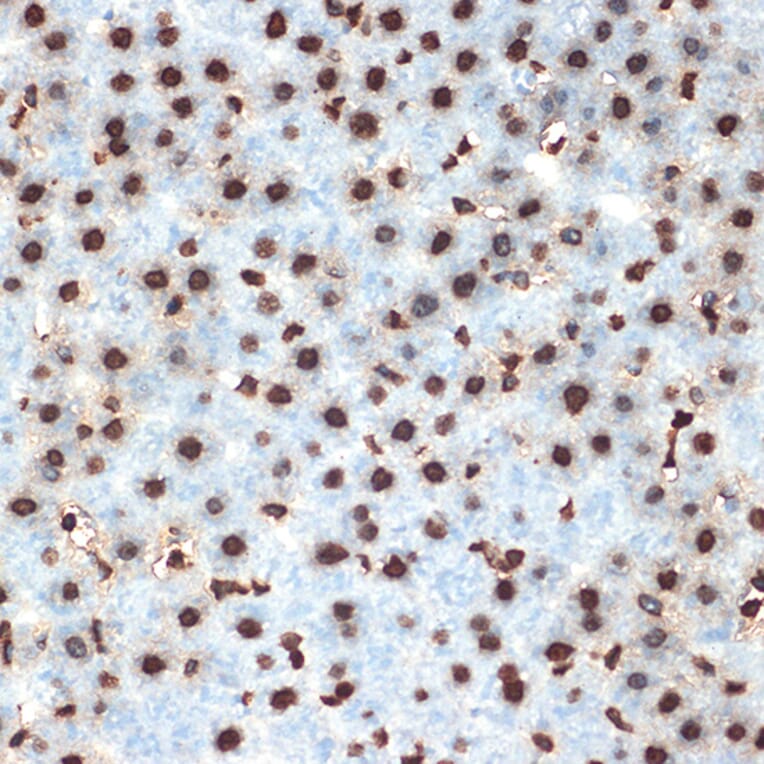 Immunohistochemistry - Anti-Histone H4 Antibody [ARC2340] (A308423) - Antibodies.com