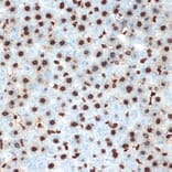 Immunohistochemistry - Anti-Histone H4 Antibody [ARC2340] (A308423) - Antibodies.com