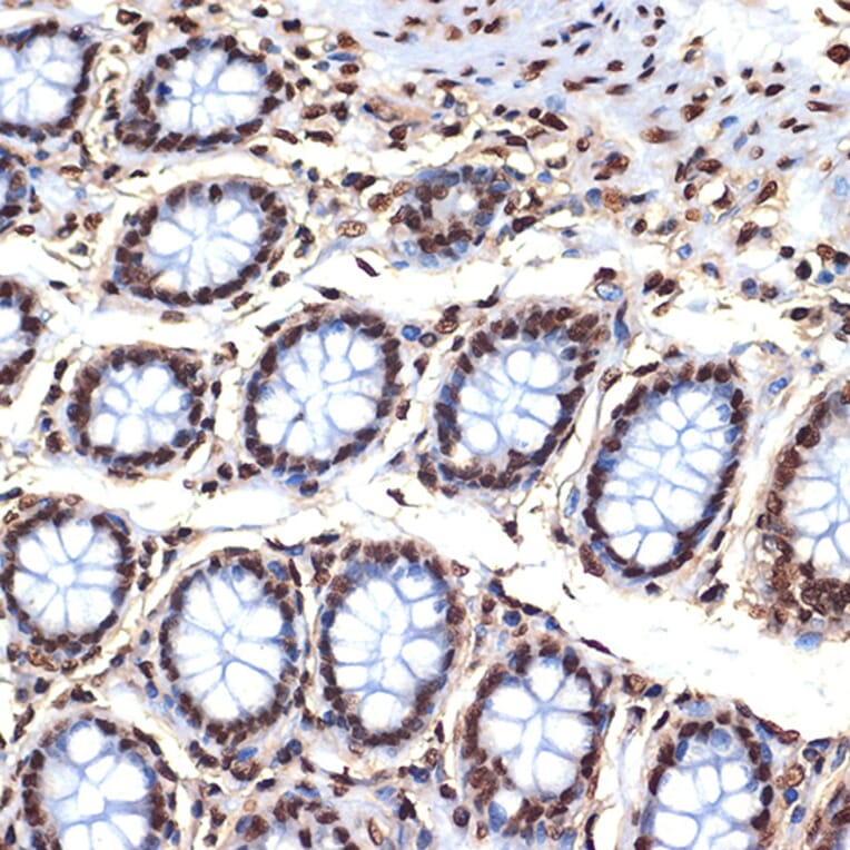 Immunohistochemistry - Anti-Histone H4 Antibody [ARC2340] (A308423) - Antibodies.com