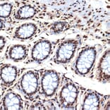Immunohistochemistry - Anti-Histone H4 Antibody [ARC2340] (A308423) - Antibodies.com