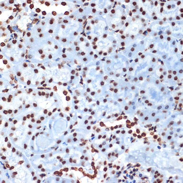 Immunohistochemistry - Anti-Histone H4 Antibody [ARC2340] (A308423) - Antibodies.com