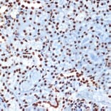Immunohistochemistry - Anti-Histone H4 Antibody [ARC2340] (A308423) - Antibodies.com