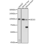 Western Blot - Anti-SEC63 Antibody (A308425) - Antibodies.com