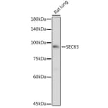 Western Blot - Anti-SEC63 Antibody (A308425) - Antibodies.com