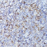 Immunohistochemistry - Anti-HLA-DQB1 Antibody (A308426) - Antibodies.com